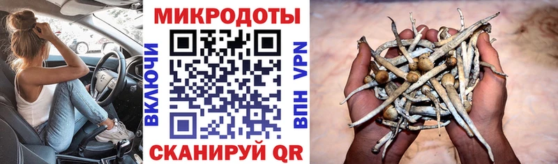 Псилоцибиновые грибы Psilocybe  Купить закладки  Бобров 